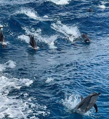 [괌] 꼭 해야할 엑티비티 돌핀크루즈!