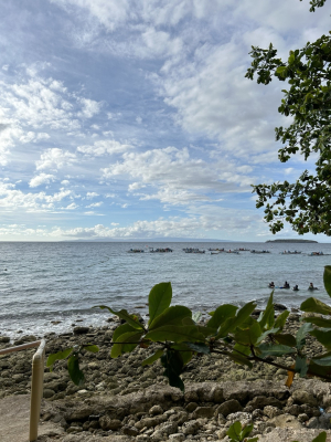 [여행기]세부 막탄 공항에서 버스 타고 오슬롭 고래상어 보러가기