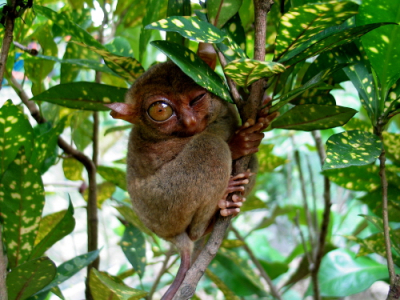 [일정]보홀의 핵심스팟 둘러보는 One Day
