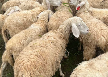 [일정]나트랑에서 떠나는 판랑 사막 원데이 투어