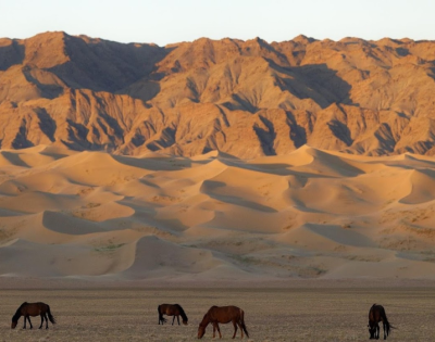 [몽골] 고비사막을 계획한다면!