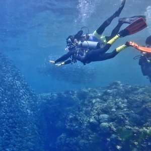  [보홀] 나팔링 체험다이빙