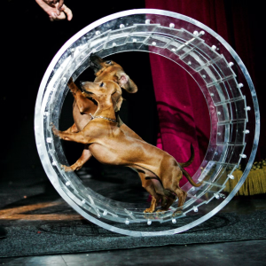 V극장 라스베가스 : 포포비치 코미디 애완동물 극장 입장권 