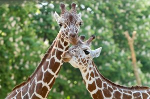 비엔나 쇤브룬 동물원