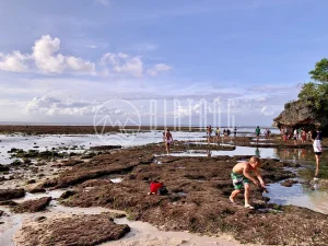 [발리]발리 남부 투어 | 빠당빠당, 울루와뚜, 깨짝댄스, 싱글핀에서 선셋 즐기기