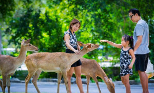 (방콕출발) 파타야 카오키여우 오픈주 반일 단독 투어