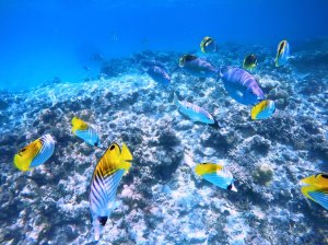[오키나와](나하 토마리항구 출발) 토카시키섬 해수욕+토카시쿠 해변 바다거북 스노클링 투어(페리)