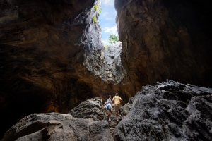 3파크 익스플로러 패스 : 레인포레스트 와일드 아시아 + 리버 원더스 + 버드 파라다이스