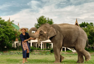 [방콕] 코끼리 보호 캠프(Elephant Sanctuary) 방문 투어