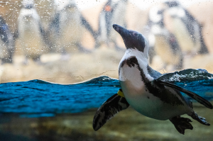 캘리포니아 과학 아카데미 입장권   