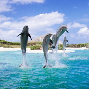 씨 라이프 파크 하와이 입장권