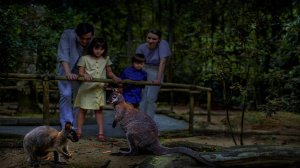 2파크 데스티네이션 패스: 싱가포르 나이트 사파리 + 레인포레스트 와일드 아시아