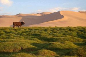 [몽골] 짧은일정 추천! 직장인들을 위한 2박3일 (몽골/테를지)