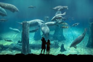 콤보 : 리버 원더스 + 버드 파라다이스 