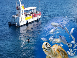 [사이판]  거북이 호핑투어