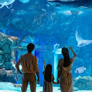  [광교] 아쿠아플라넷 입장권(3/1~3/31)