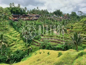 [발리] 렌터카 한 대 빌리기 1~4명 10시간+주유+주차+통행료+기사포함 