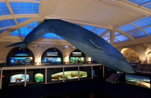 콤보: 미국 자연사 박물관 + 현대 미술관 (MoMA) 티켓