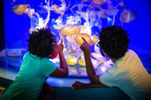  퍼시픽 아쿠아리움