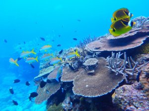  [오키나와] (차탄출발) 케라마제도 종일 스노클링 or 펀다이빙 투어