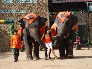 파타야 농눅빌리지 입장권