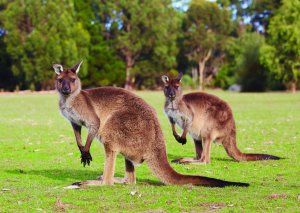 캥거루 아일랜드 투어 (애들레이드 출발)