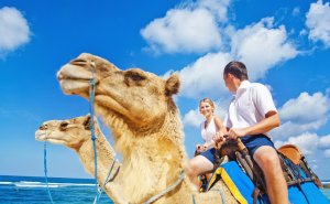 발리 낙타 사파리