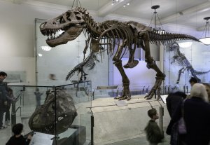 미국 뉴욕 자연사 박물관