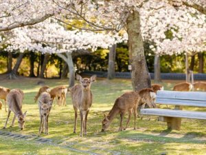 [한국어가이드] 교토 & 나라 일일 버스 투어 