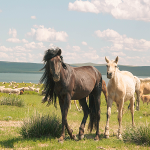  [몽골]  중부몽골 시그니처 코스(3박4일)