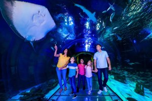 씨라이프 올랜도 아쿠아리움 입장권