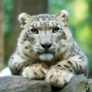 센트럴 파크 동물원