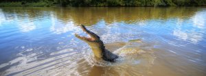 Adelaide River Jumping Crocs Cruise and Wetlands Tour from Darwin