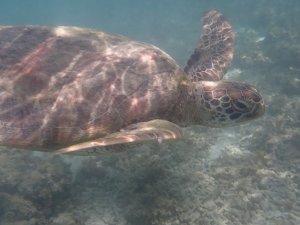 [세부] 모알보알 & 만타유판 폭포 단독투어 (거북이 & 정어리떼 스노클링)