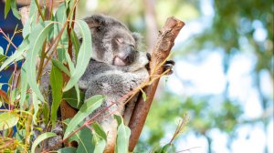 드림월드 골드코스트 티켓