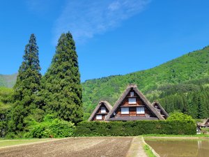  [나고야]나고야 출발 중부 타카야마 시라카와고 1일 버스투어 최소 4명 출확, 한국인 가이드