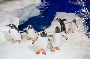  씨라이프 캘리 타튼 아쿠아리움