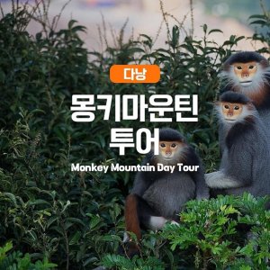 [다낭] 다낭 이색여행지,몽키마운틴 투어(픽업드랍포함/손짜산투어)