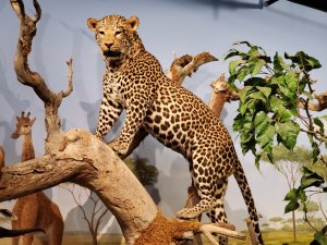 라스베가스 자연사 박물관 입장권