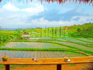 [발리] 북부 인스타그래머블 투어 뿌라 울룬 다누 브라딴, 발리 한다라 게이트, 와나기리, 자띠루위 라이스