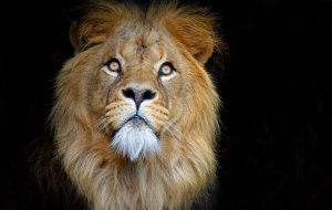 아티스 로열 동물원