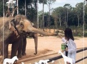  [푸꾸옥]원데이 북부 찐 정복 투어 (사파리+빈원더스+그랜드월드)