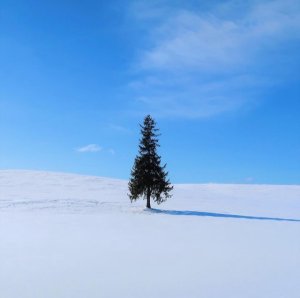 [🍤준페이매장식사🍤][매일출발♥️]북해도 비에이 후라노 삿포로 버스투어 [라쿠투어]