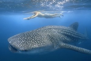 [세부]  [프리미엄] 세부 출발 오슬롭 고래상어 + 패러글라이딩 투어 - 현지인 헬퍼 동행, 고프로촬영