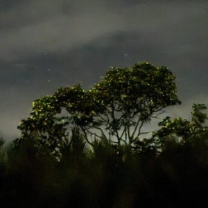 [보홀트래블] 조인 반딧불 + 노스젠 선셋 투어