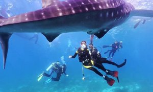 [세부]  [프리미엄] 오슬롭 고래상어 체험다이빙 투어 - 고래상어를 체험다이빙으로 볼 수 있는 유일한 기회