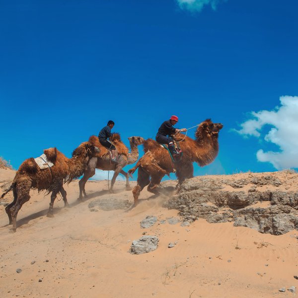  [몽골]고비사막 THE자연 코스/4박5일/