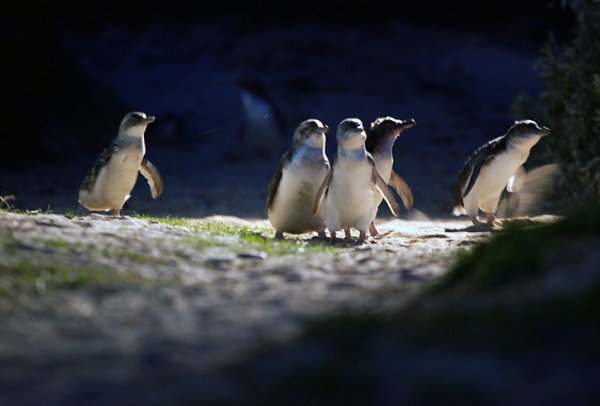 [멜버른] 필립 아일랜드 야생펭귄 퍼레이드 투어 - 한국인가이드