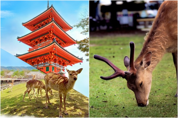 [나라/교토][OPEN] 오사카 출발 나라 교토 1일 버스투어 동대사 사슴공원 아라시야마 청수사 (라쿠투어)