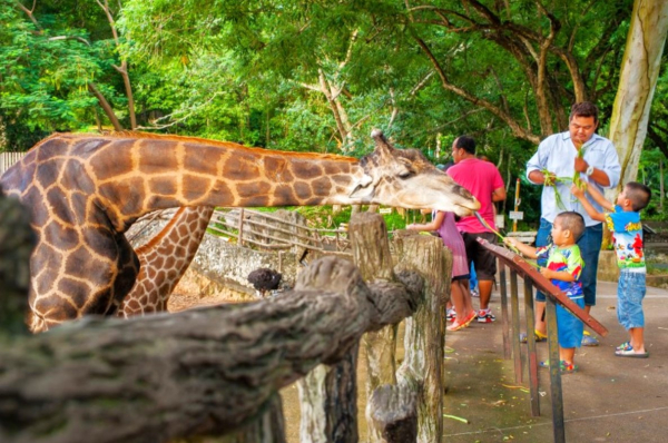 (한국어가이드) 카오키여우 오픈 주 단독 투어 / 방콕 왕복